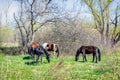 Photo of four horses in the summer on green grass