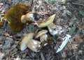 Four large edible mushrooms on the forest ground