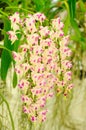 Attractive Foxtail Orchids