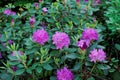 Photo fragment shrub rhododendron with pink flowers and green leaves