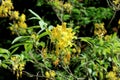 Photo fragment shrub rhododendron with yellow flowers and green leaves