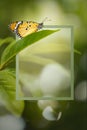 Photo frame with beautiful butterfly in nature.