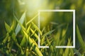 Photo frame with fresh green grass in early morning. Royalty Free Stock Photo