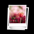 Photo frame of red tulip isolated on black background Royalty Free Stock Photo