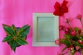 Photo frame, tulip flower and aglonema on pink background