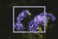 Photo frame with violet daysies flower in garden. Royalty Free Stock Photo