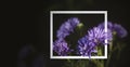 Photo frame with violet daysies flower in garden. Royalty Free Stock Photo