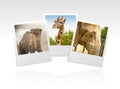 Photo frame zoo