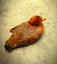 photo of free-range chicken resting on the ground Royalty Free Stock Photo