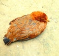 photo of free-range chicken resting on the ground