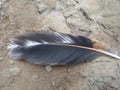 photo of a free-range chicken wing feather that fell off and lay on the ground around my yard Royalty Free Stock Photo