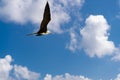 photo of fregatidae bird, copy space. fregatidae bird in summer. fregatidae bird flying in the sky Royalty Free Stock Photo