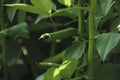 Photo of a fresh bright green pea pod on a pea plant in a garden. Growing peas outdoors. Royalty Free Stock Photo