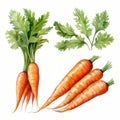 Photo of fresh carrots with vibrant green tops and leaves