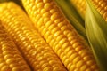 Photo of fresh corn close-up