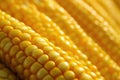 Photo of fresh corn close-up