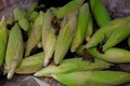 Photo of a fresh corn that still have husk.