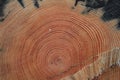 Cut of a tree with rings in the forest Royalty Free Stock Photo