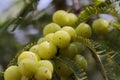 Photo of Fresh green fruits of Amla gooseberry Indian amla, phyllanthus emblica in bunches on a tree branch