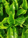 Photo of fresh green tea leavess Royalty Free Stock Photo