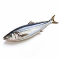 High-resolution Stock Photo Of Uncooked Albacore On White Background