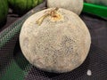 Fresh melon for sale in the supermarket. Cantaloupe Royalty Free Stock Photo