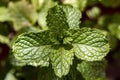 Fresh mint leaves in detail - spearmint fresh leaves close up Royalty Free Stock Photo
