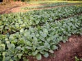 Pechay or Silverbeet in a vegetable farm