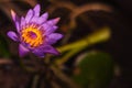 photo of the fresh purple lotus Royalty Free Stock Photo