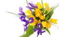 Photo with fresh spring flowers for any festive design. Yellow tulips and purple irises in a vase on a beige background, close-up Royalty Free Stock Photo