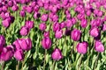 photo of fresh tulip nature flower. tulip flower in spring nature. tulip flower in nature.