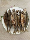 Photo of Fried Tamarong, Mackerel Scad or Matambaka on Plate Filipino Dish