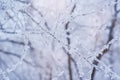 Photo of frozen fir tree background, branches Royalty Free Stock Photo