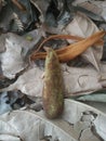 photo of fruit from a breadfruit tree that is not yet perfect but has fallen from the tree