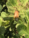 Photo of Fruit of Cashew Tree Anacardium Occidentale