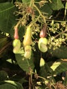 Photo of Fruit of Cashew Tree Anacardium Occidentale