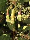 Photo of Fruit of Cashew Tree Anacardium Occidentale