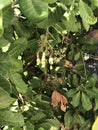 Photo of Fruit of Cashew Tree Anacardium Occidentale