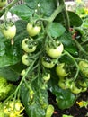 Photo of the fruit of green Heartbreaker tomato plant