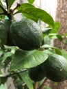Photo of Fruit of Green Lemon Tree in Pot