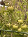 Photo of Fruit of green Tomato Moneymaker