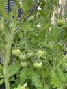 Photo of Fruit of green Tomato Moneymaker