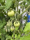 Photo of Fruit of green Tomato Moneymaker