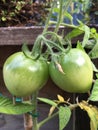 Photo of Fruit of green Tomato Moneymaker