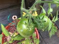 Photo of Fruit of green Tomato Moneymaker