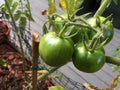 Photo of Fruit of green Tomato Moneymaker