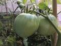 Photo of Fruit of green Tomato Moneymaker