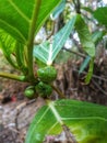 photo of the fruit of the Ketapang tree which is still green