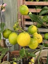 Photo of Fruit of Lemon Tree in Pot