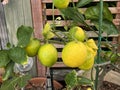 Photo of Fruit of Lemon Tree in Pot
